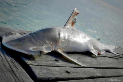 El nuevo tiburón martillo, del género 'Sphyrna', descubierto en aguas de Belice.