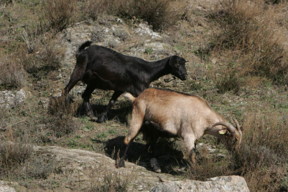 Imagen de archivo de un rebaño de cabras pastando en un monte berciano.