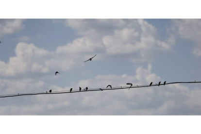 Un grupo de pájaros se posan sobre un cable de alta tensión en Hospital de Órbigo.