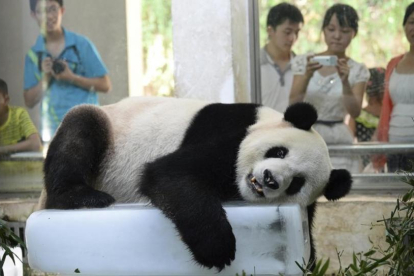 Un panda gigante, en un bloque de hielo para refrescarse del calor del verano en su recinto del parque zoológico en la provincia de Wuhan (Hubei).