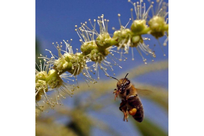 Una abeja se dispone a libar de la flor de un árbol de castaño. GYOERGY VARGA