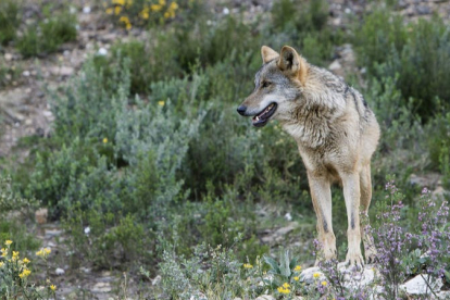 Imagen de archivo de un lobo. MIRIAM A. MONTESINOS