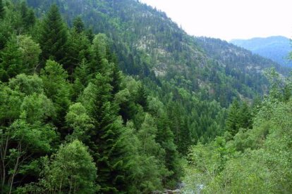 Un bosque pirenaico en buen estado de conservación.