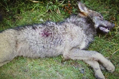 El cadáver del lobo Marley, participante en un estudio científico, tras ser abatido en Picos.