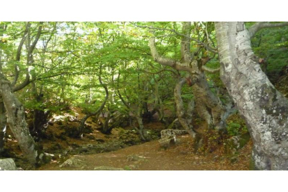 El Faedo  de Ciñera es un bosque de hayas, con un trazado marcado, apto para niños, con historias mágicas escondidas entre sus árboles, que pueden llegar a medir más de 30 metros de altura. DL