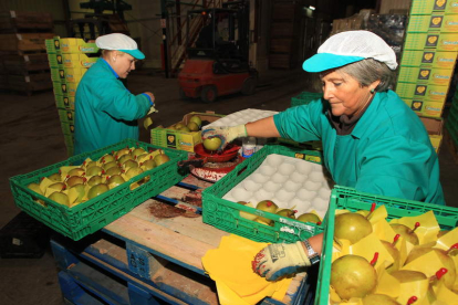 Envasado de manzana reineta en una cooperativa berciana.