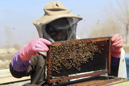 El año 2017 no ha sido bueno para los apicultores leoneses