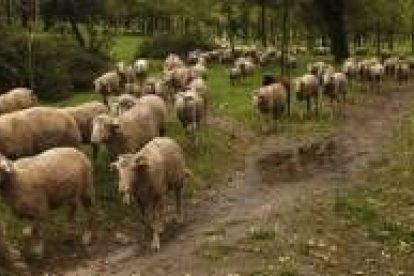 Las ovejas que van camino del sur desde los pastos de la montaña, ayer en la Casa de Campo