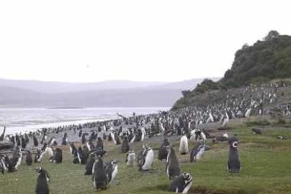 Una colonia de pinguinos, posa ante la cámara de Calleja.