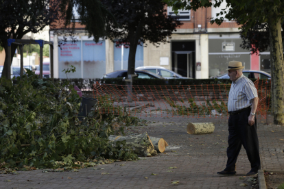 Árboles talados en el parque de Pizarro. FERNANDO OTERO