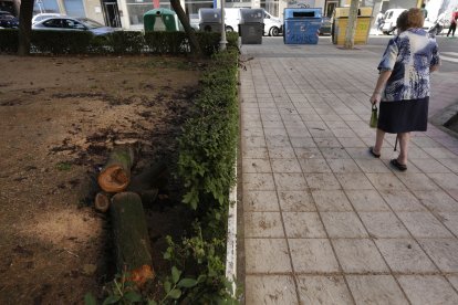 Árboles talados en el parque de Pizarro. FERNANDO OTERO