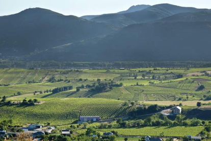 El Bierzo es territorio vinícola y prueba de ello es la gran extensión de viñedo con la que cuenta. En esta imagen panorámica puede verse parte de su paisaje vitivinícola.