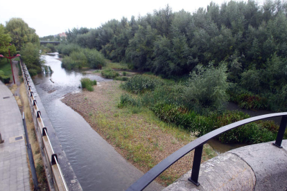 La vegetación invade las márgenes del Bernesga a la altura del Puente de San Marcos.