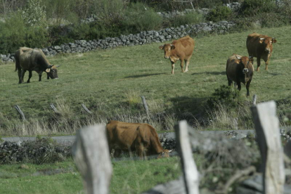 Vacas pastando en el Bierzo, en una imagen de archivo. ANA F. BARREDO