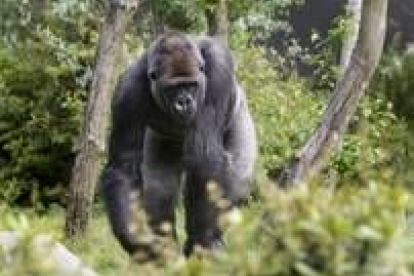 Fotografía de archivo del gorila Bokito en el zoológico Blijdorp de Rotterdam antes de su huida
