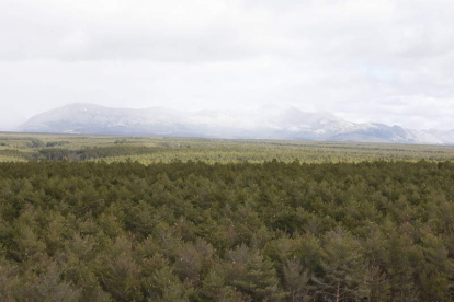 El monte del Riocamba es un referente en la gestión forestal sostenoble en España. MARCIANO PÉREZ