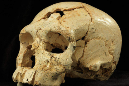 Cráneo de Atapuerca como los que se utilizan en el estudio.