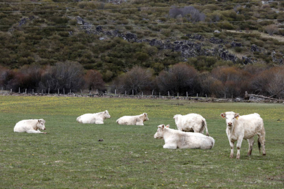 Un rebaño de vacas en la comarca leonesa de Babia. MARCIANO PÉREZ