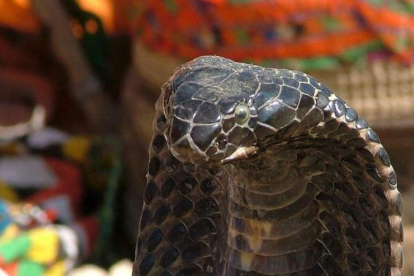 Una serpiente cobra levanta la cabeza bajo los efectos de la flauta. NADEEM KHAWER