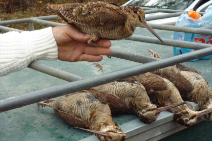 Algunas becadas abatidas  en Modino en cacerías durante la pasada temporada.