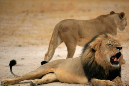 La muerte de ‘Cecil’ desató una gran polémica internacional entre los conservacionistas.