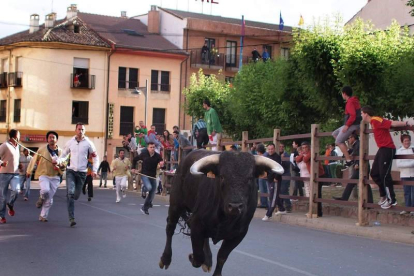 Los pastores azuzan al astado más rezagado de la manada.