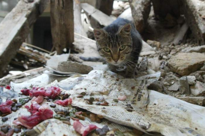 Un gato callejero encuentra comida en el entorno de la plaza leonesa de Don Gutierre. JESÚS
