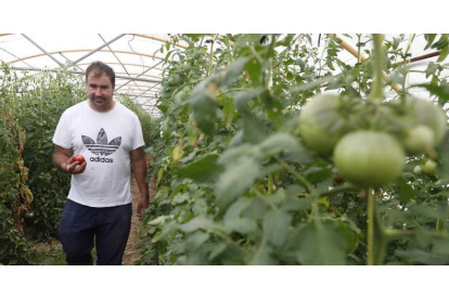 José Olmo, en una plantación de tomates en Mansilla. RAMIRO