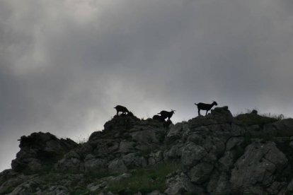 Un grupo de cabras recorre un escarpe sobre la Collada de Valdeteja. ICAL.