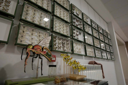 Colección de mariposas donadas al Museo de Colecciones de la Universidad de León. F. OTERO PERANDONES