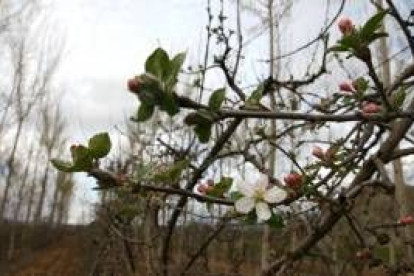 La primera floración de los manzanos ha resultado muy dañada