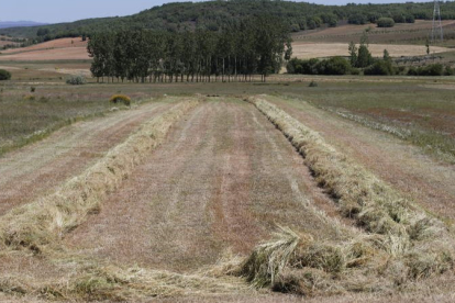 Alfalfa y otras hierbas segadas en una finca de la provincia de León. JESÚS F. SALVADORES