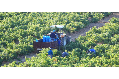 Labores de recogida de uva durante el pasado mes de septiembre en una explotación de la zona de Cacabelos.