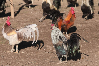 Gallos de pluma, en una explotación de la Cándana.