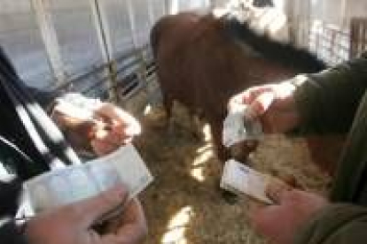 El trato fue elevado para facturar más de 1.300 cabezas de ganado