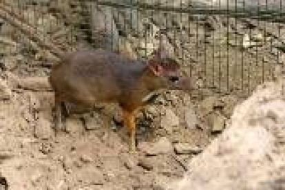 Imagen del Tragulus javanicus que ha nacido en el zoo de Fuengirola