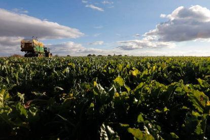 En León hay declaradas 332.752 hectáreas para el cultivo, 122.375 de ellas de regadío. JESÚS F. SALVADORES