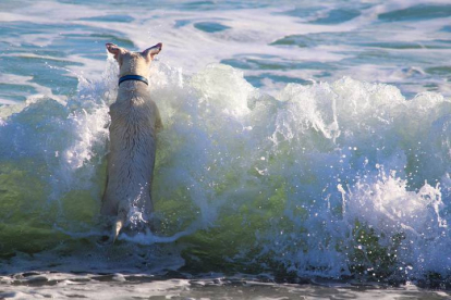 Un perro coge una ola en una playa española en la que se permiten perros. DL