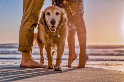 Una pareja con su perro en una playa. DL