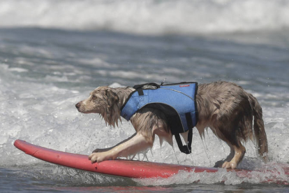 Campeonato Europeo de Surf canino en la playa de Salinas. ELOY ALONSO
