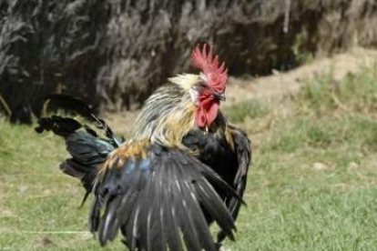 Un magnífico ejemplar de gallo del Curueño cuyas plumas tienen un brillo y una textura imcomparable