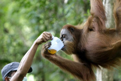 Un miembro del programa de conservación del orangután de Sumatra alimenta a un ejemplar. HOTLI SIMANJUNTAK