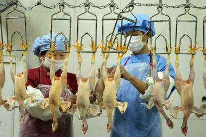 Empleados de un matadero limpian pollos sacrificados en China, en una imagen de archivo.