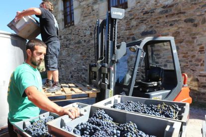 Entrada de uva en una bodega del Bierzo en la campaña de vendimia recientemente finalizada. L. D. M.