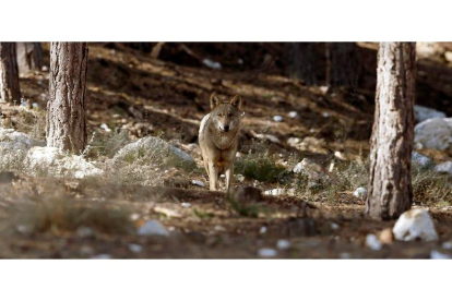 El plazo para participar en la consulta abierta por el Gobierno sobre el proceso de inclusión del lobo en el Lespre acabó ayer. J.J. GUILLÉN
