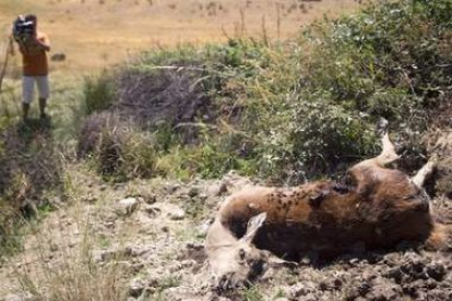 Imagen de uno de los ciervos hallados muertos en un monte de Zamora.