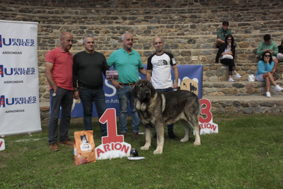 Concurso de mastín español en Riaño. CAMPOS.