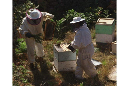 El Bierzo cuenta con 80 apicultores asociados, que producen unos 90.000 kilos de miel.