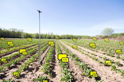 Los dispositivos de Hilo Verde se introducen bajo tierra y 'entienden' las conversaciones de las plantas.