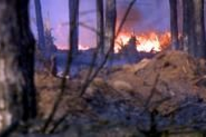 Un incendio en una zona boscosa de la provincia de León
